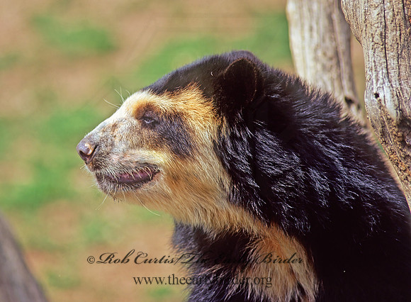Tremarctos ornatus  SPECTACLED BEAR 59413z
