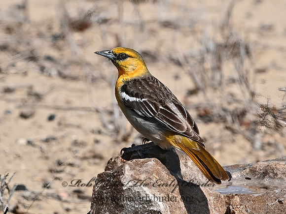 Icterus bullockii  BULLOCK'S ORIOLE 3033416z