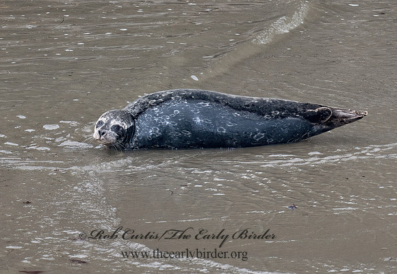 Phoca vitulina  HARBOR SEAL 7017330z