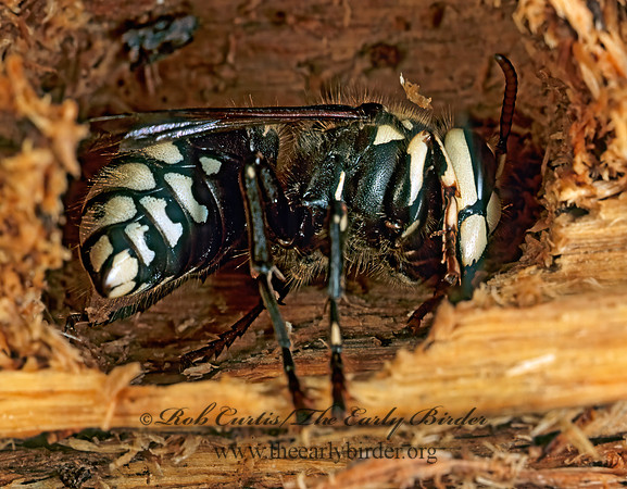 Dolichovespula maculata  BALD-FACED HORNET  115223z