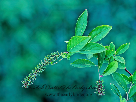 Itea virginica  VIRGINIA WILLOW 263016z