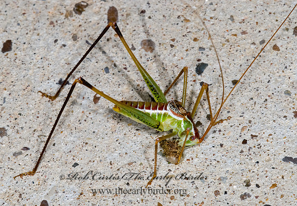 Dichopetala brevihastata  COMMON SHORT-WING KATYDID   6024316z