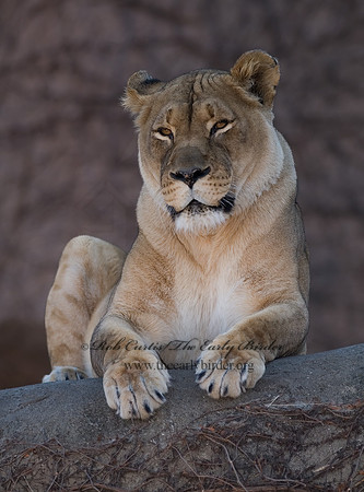 Panthera leo  AFRICAN LION  6018570z