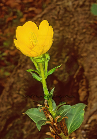 Oenothera biennis  COMMON EVENING PRIMROSE 245319z