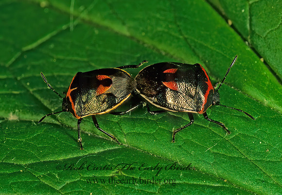 Cosmopepla lintneriana 153902z