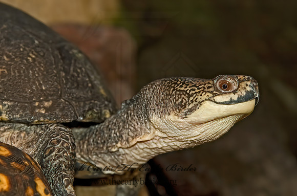 Emydoidea blanding  BLANDING'S TURTLE 5011117z