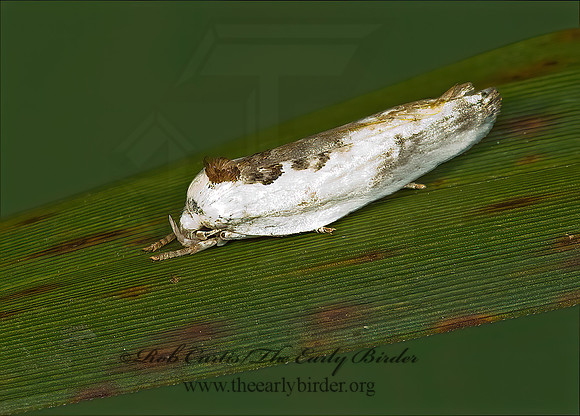 Antaeotricha schlaegeri SCHLAEGER'S FRUITWORM MOTH  5012856z