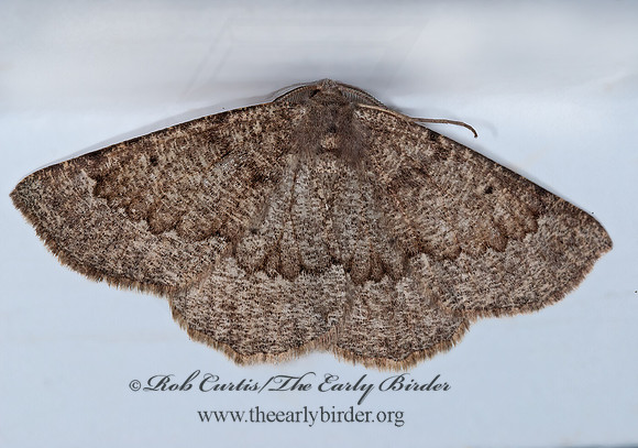 Somatolophia  ENNOMINAE GEOMETER 6027746z