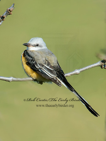 Tyrannus forficatus SCISSOR-TAILED FLYCATCHER 9006687z