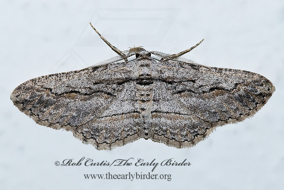 Iridopsis obliquaria  OBLIQUE LOOPER MOTH 6026625z