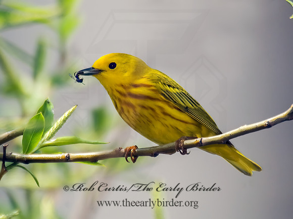 Setophaga petechia  YELLOW WARBLER 7014420z