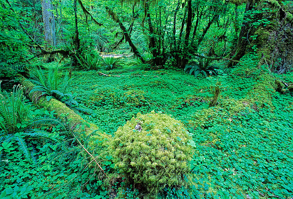 TEMPERATE RAIN FOREST 132826z