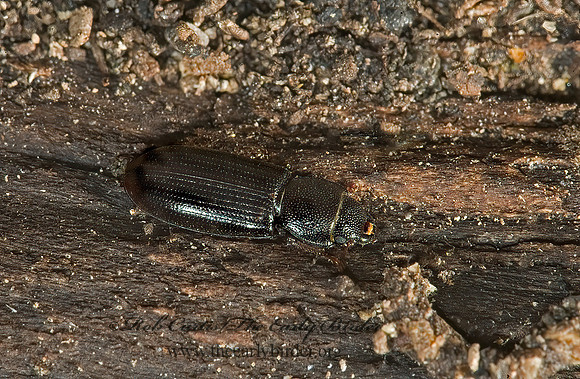 Tenebroides mauritanicus  BARK-GNAWING BEETLE 5010932z