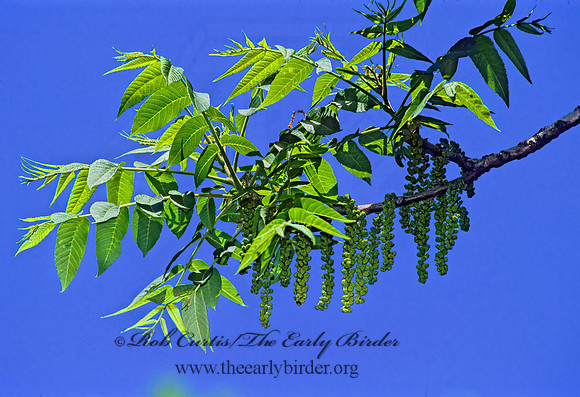 Fraxinus nigra  BLACK ASH 281332z