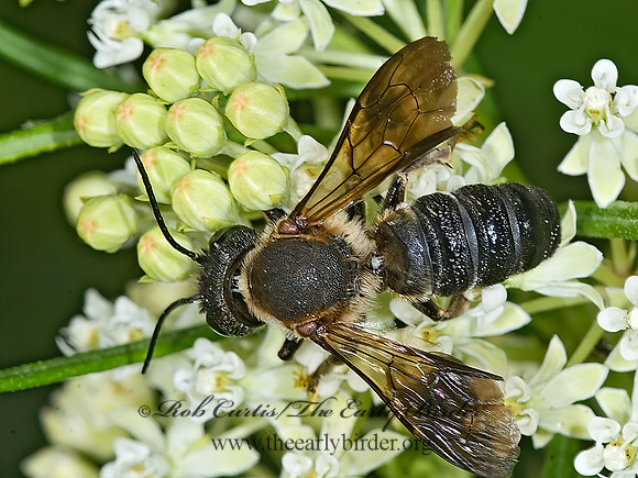 Megachile sculpturalis 7011778z