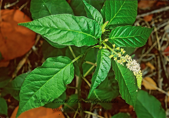 Rivina humilis  PIGEONBERRY 247825z