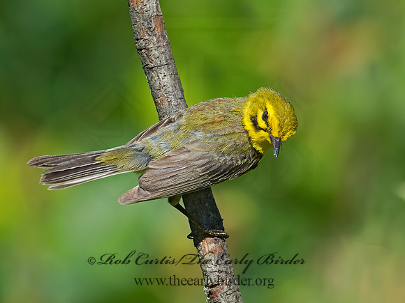 Setophaga discolor = PRAIRIE WARBLER  9023705z