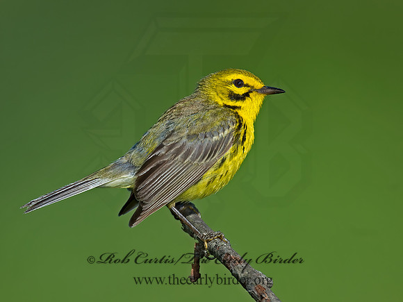 Setophaga discolor = PRAIRIE WARBLER  9023604z