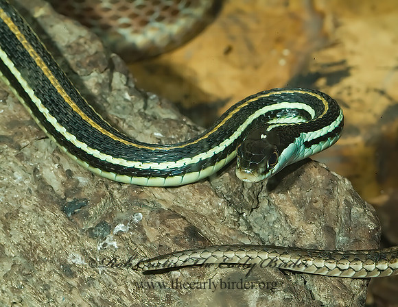 Thamnophis radix  PLAINS GARTER SNAKE 4002042z