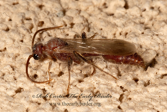 Chyphotes  CHYPHOTOID WASP 3036327z