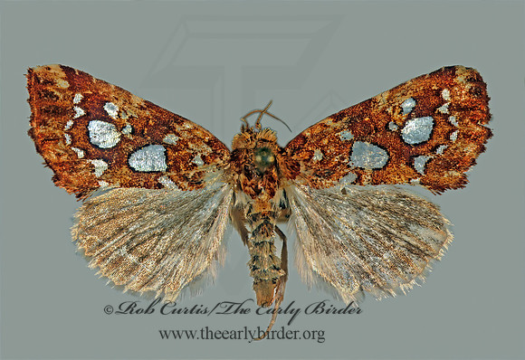 Callopistria cordata  SILVER-SPOTTED FERN MOTH 294204z