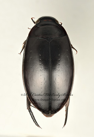 Rhantus atricolor 9019440z