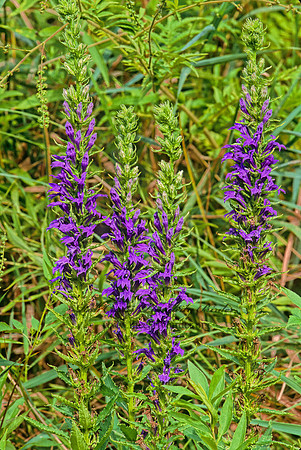 Lobelia siphilitica  GREAT BLUE LOBELIA 269411z