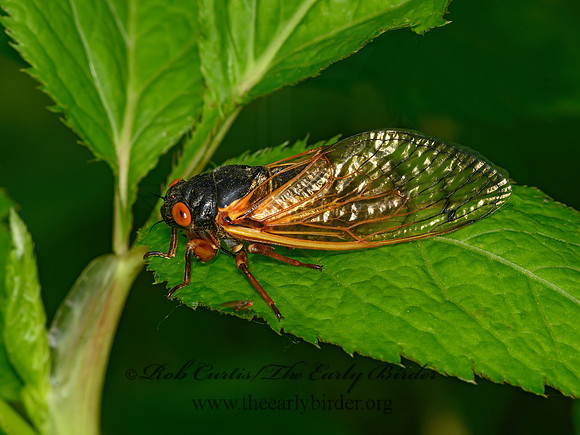 Magicicada cassinii  CASSIN'S PERIODICAL CICADA 3021027z