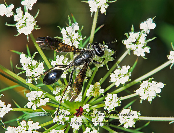 Isodontia mexicana 1274314z