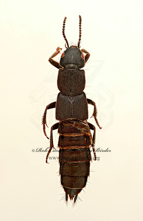 Platydracus sepulchralis 9020328z