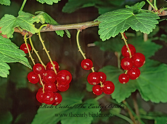 Ribes sativum  RED CURRANT 243707z