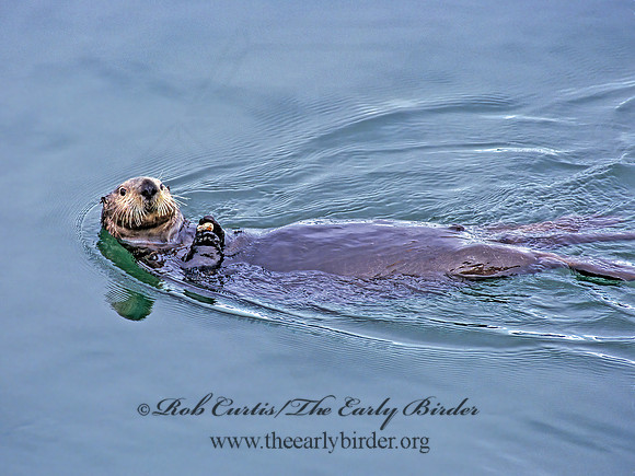 Enhydra lutris kenyoni  NORTHERN SEA OTTER 224415 z