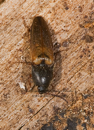 Ampedus nigricollis 8006202z