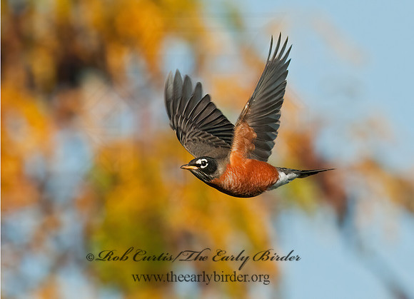 Turdus migratorius  AMERICAN ROBIN 8024313z