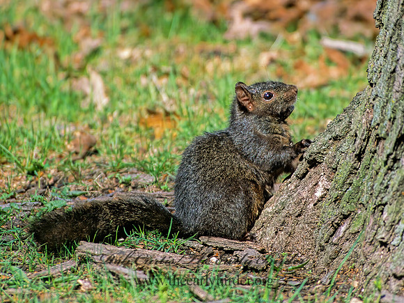 Sciurus carolinensis  EASTERN GRAY SQUIRREL 299124z