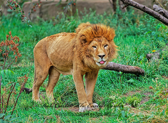 Panthera leo  AFRICAN LION  59437z