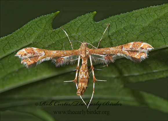 Geina periscelidactylus or sheppardi  PLUME MOTH 8005654z