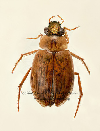 Berosus 9019654z