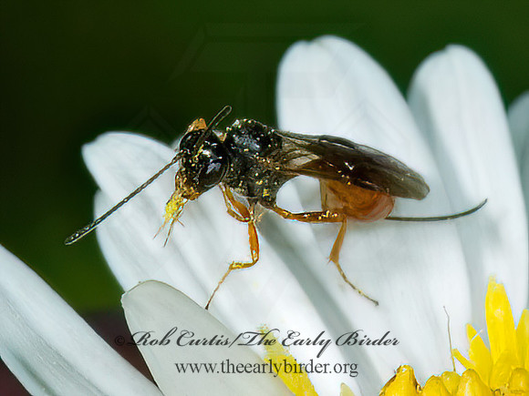 Tersilochinae  ICHNEUMON WASP 5015459z
