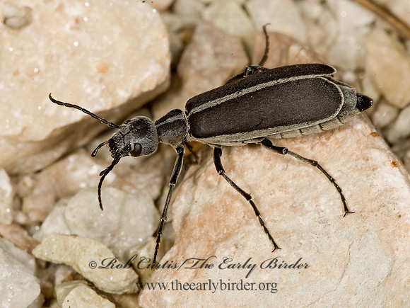 Epicauta funebris 8015897z