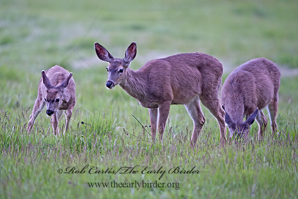 Odocoileus hemionus californicus  CALIFORNIA MULE DEER 9058740z