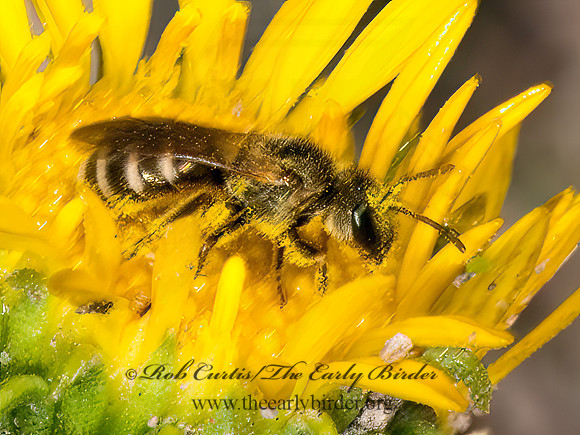 Halictus confusus  CONFUSING FURROW BEE 3023578z