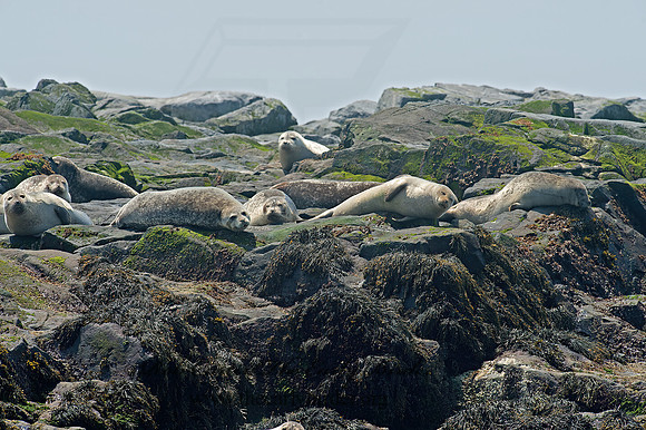 Phoca vitulina  HARBOR SEAL 9033847z