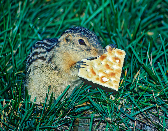 Ictidomys tridecimlineatus  13-LINED GROUND SQUIRREL 24611 z