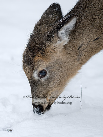 Odocoileus virginianus  WHITE-TAILED DEER  6020825z