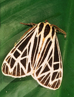 Apantesis virgo VIRGIN TIGER MOTH 278209z