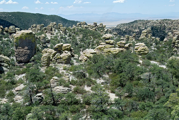 Chiricauhuas NM 7009606z