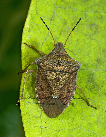 Euschistus tristigmus  DUSKY STINGBUG 5015972z