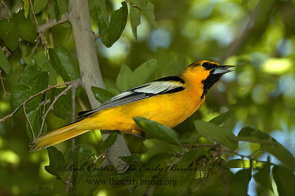 Icterus bullockii  BULLOCK'S ORIOLE 5005535z