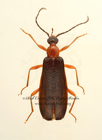 Dendroides canadensis 9020323z